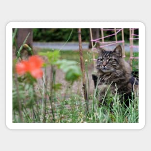 Grey tabby cat in summer looking at the poppy flower with great interest. Sticker